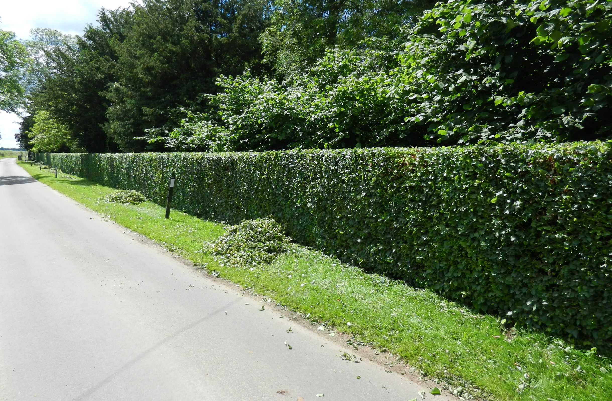 Hedge Cutting