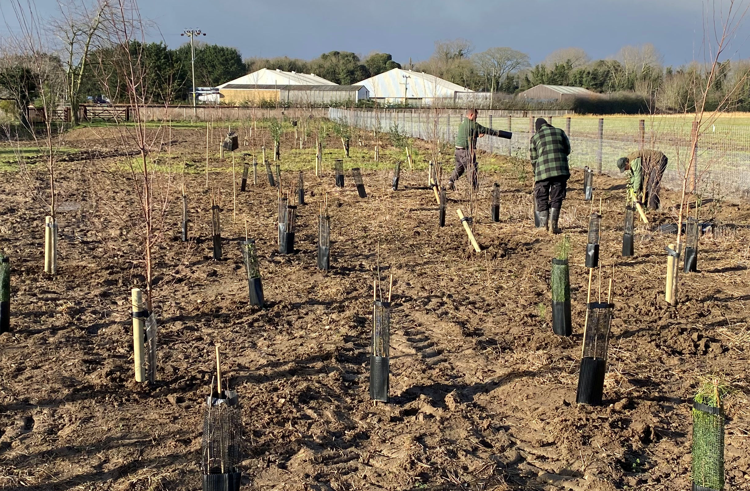 Woodland Planting