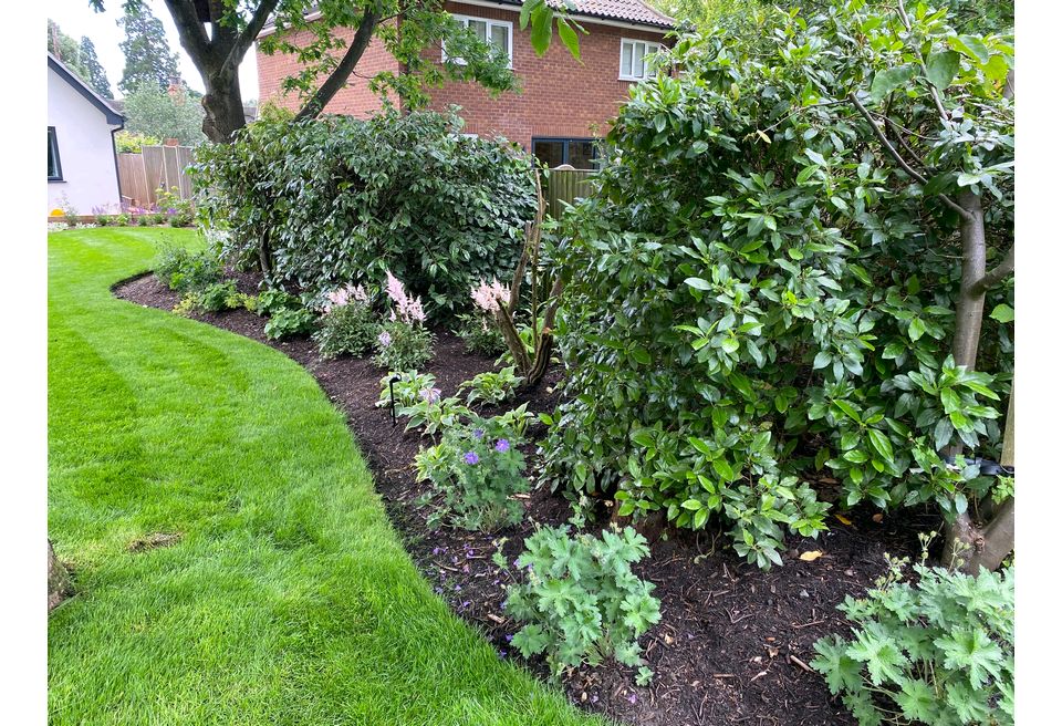Family Friendly Garden - Large specimen shrubs were chosen to bring instant height to the borders Family Friendly Garden - Large specimen shrubs were chosen to bring instant height to the borders