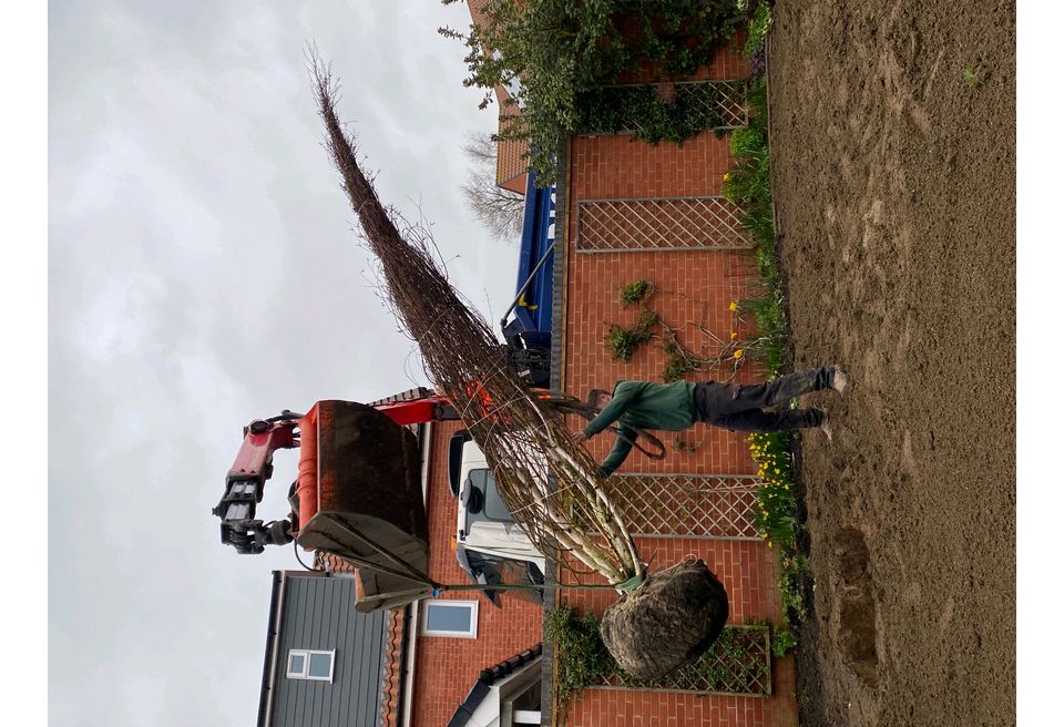 Hoisting the tree into its new position Hoisting the tree into its new position