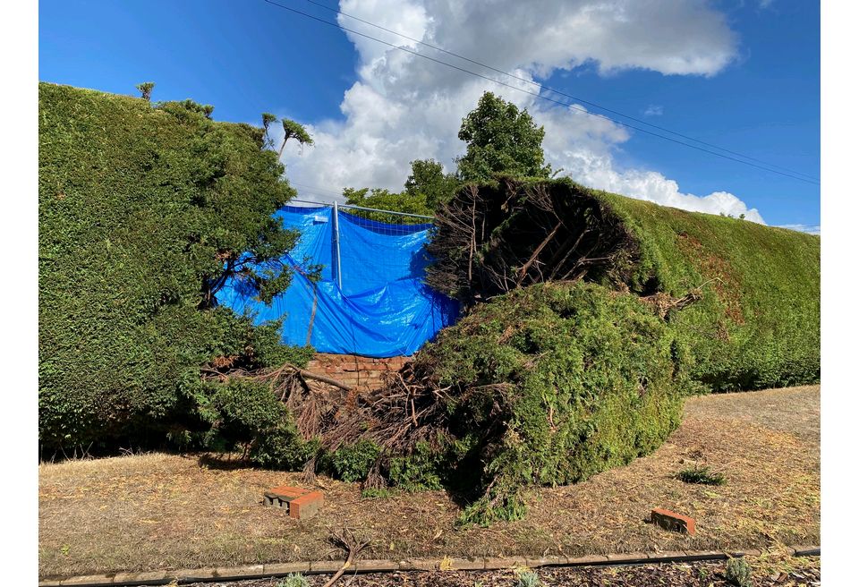 Repairing a Hedge - the existing hedge plants were badly damaged Repairing a Hedge - the existing hedge plants were badly damaged