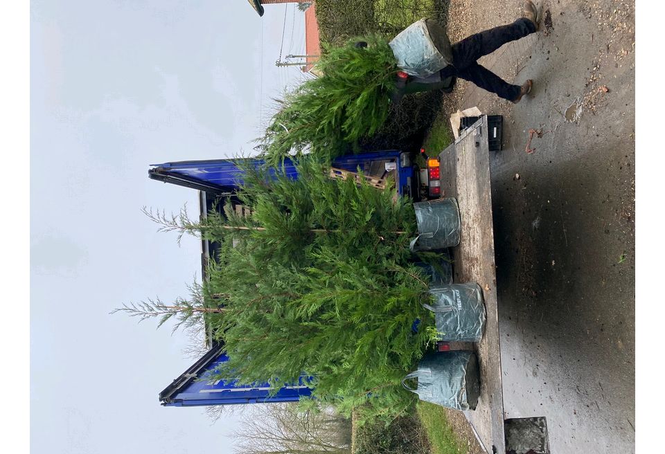 Replacement hedge plants were sourced Replacement hedge plants were sourced