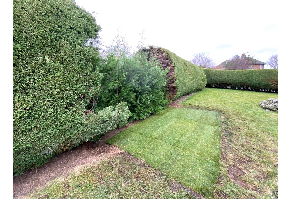 Repairing a Hedge - damaged lawn turf was replaced Repairing a Hedge - damaged lawn turf was replaced